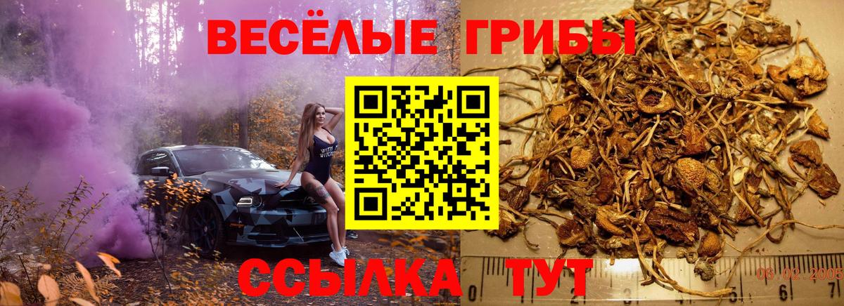 Псилоцибиновые грибы Cubensis  Вход с VPN  Дербент 